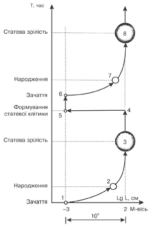 Схема 9. Масштабно-часова діаграма життя "генетичної людини"(Сухонос 2000:233) 