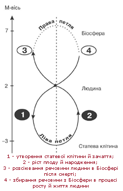 Схема 10. Схематична М-петля для людини (стрічка Мебіусу) (Сухонос 2000:199) 