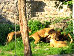 Дивний відвідувач київського зоопарку, що став жертвою левів, привернув до себе увагу ще до трагедії...