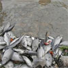На Дністровському водосховищі через скид води масово загинула риба - збитки понад 30 млн грн	