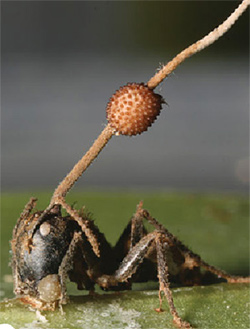 Гриб Ophiocordyceps, що проростає з голови зомбованого мурахи-деревоточця Camponotus
